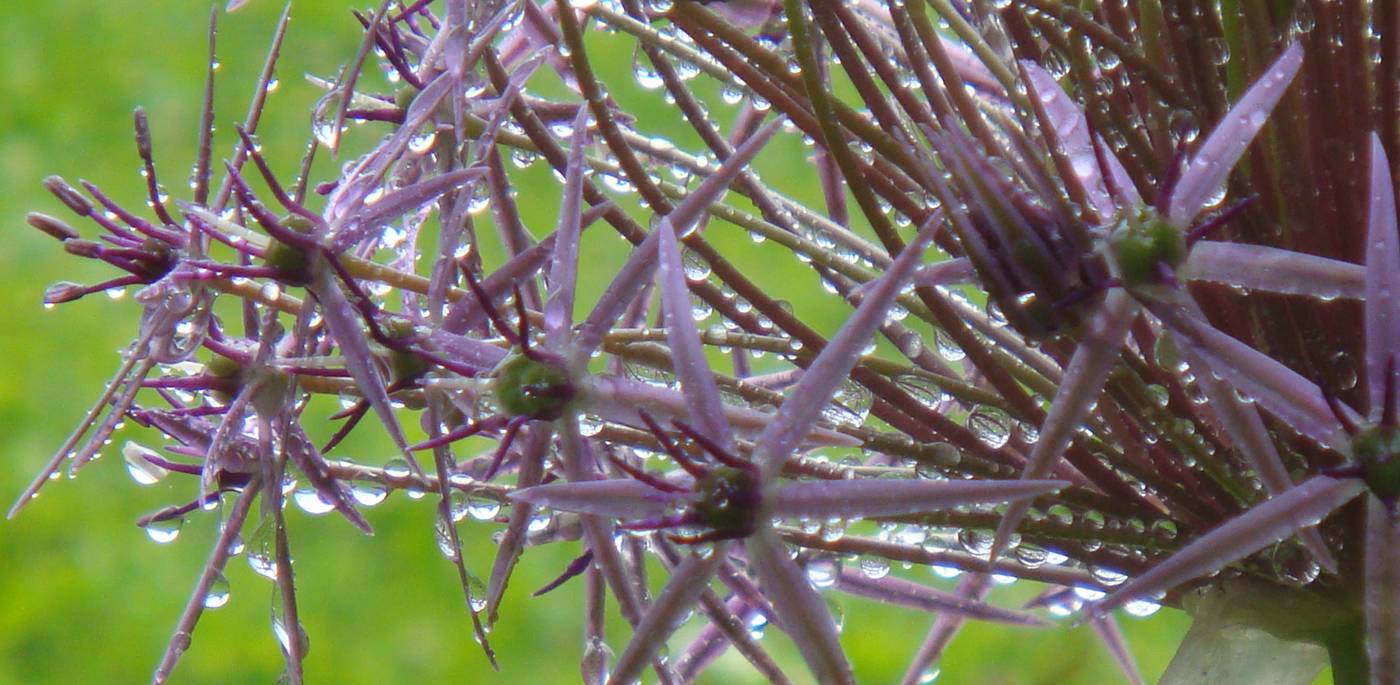 gartendesign_allium_christophii_sterne.jpg