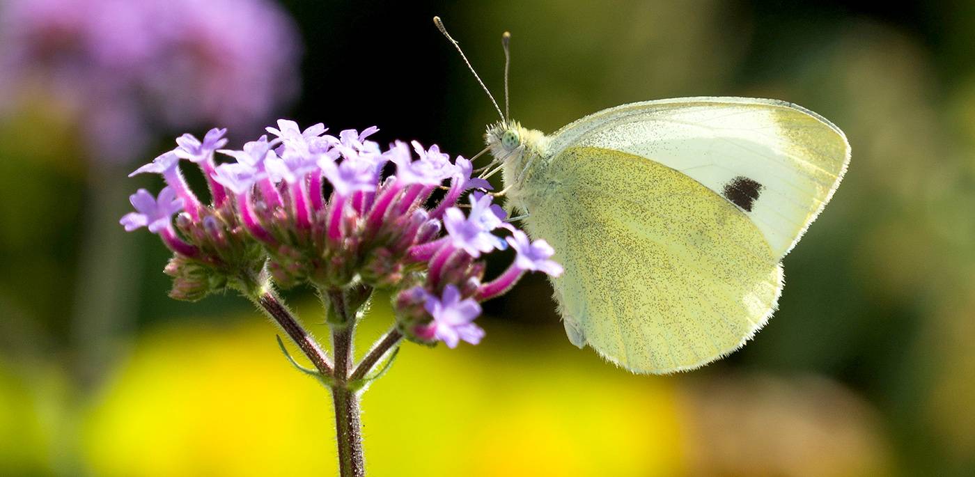 ruegg_gartendesign_felix_bruengger_B_28625.jpg